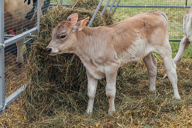 A new born calf close up to the camera