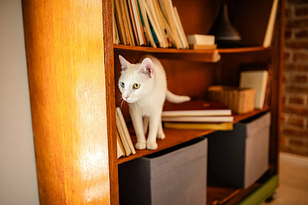 istock Curious odd-eyed white cat exploring a home bookshelf during a leisurely afternoon 2207187066
