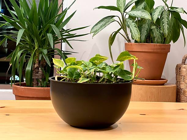 istock Flowers in pots standing the office space. 2207187724