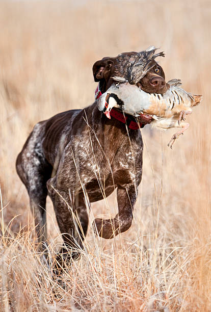 Hunting dog Posavac Hound breeds drives wild boar in the oak thicket