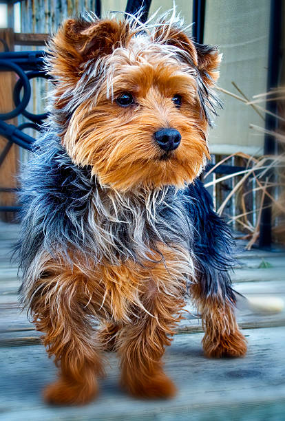 A majestic Doberman stands confidently in front of a vibrant blue backdrop, highlighting its sleek coat, alert stance, and noble demeanor. This dynamic composition emphasizes the breed's strength, intelligence, and loyalty, ideal for themes of protection, elegance, and power.