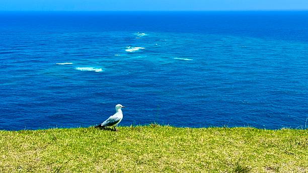 Seagull at cape reigna meeting oceans