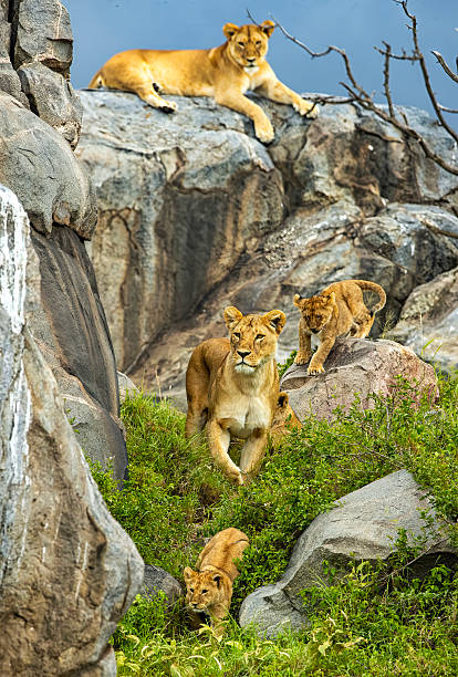 Lazy predator sleeping on a rock. Lioness from the Serengeti, Tanzania