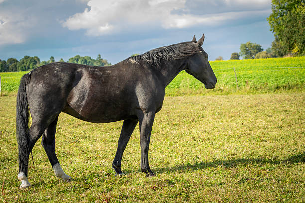 Blind Senior Rescue Horse Facing toward Camera at a Rehabilitation Farm on a Warm Summer Evening in Kentucky