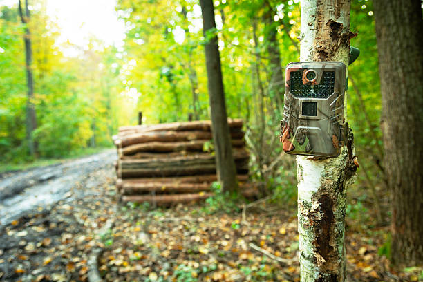 istock A camera trap guarding wood in the forest 2207190152