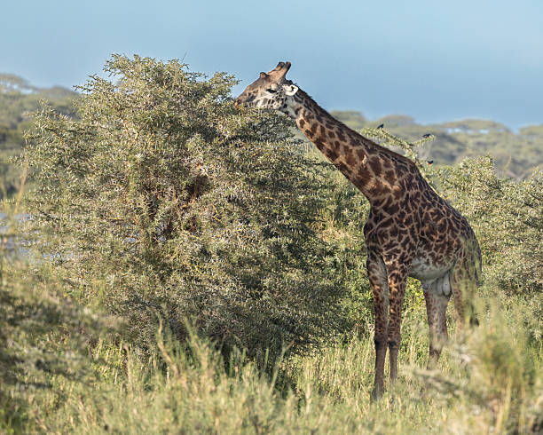 Portrait of a southern giraffe (Giraffa giraffa formerly Giraffa camelopardalis) feeding on a woolly caper bush (Capparis tomentosa), Chobe National Park, Botswana. This subspecies is the Angolan giraffe (Giraffa giraffa angolensis).