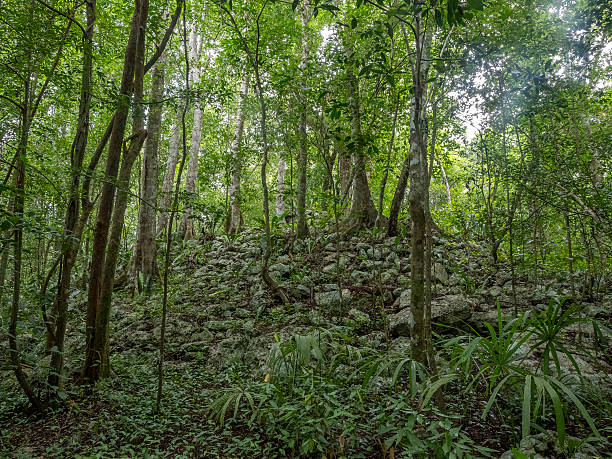 old stone maya atzec settlement ruins in yucatan tropical rainforest tree view mexico