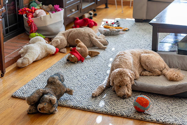 Stock photo of a Goldendoodle dog surrounded by toys looking bored.