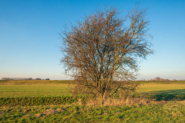 istock Shrub with bare branches in a rural area 2207198017