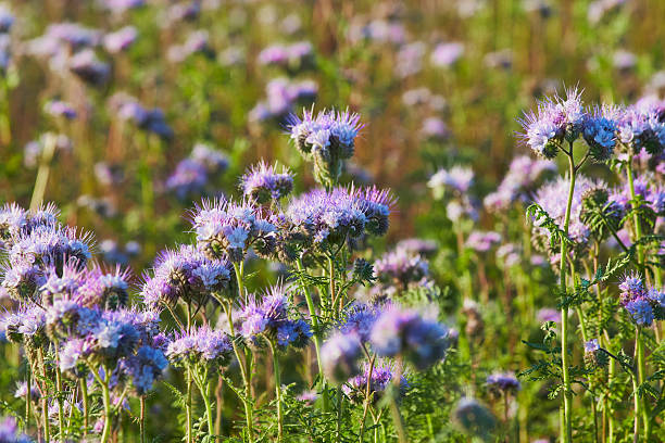 Phacelia. Close-up. A field with purple flowers