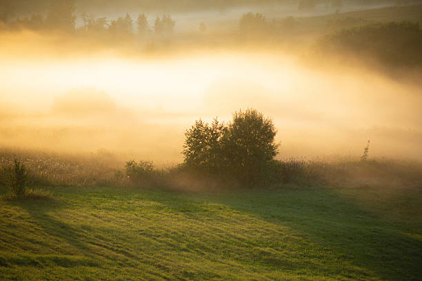 Soft focus. Sunrise on foggy morning meadow. The valley in the morning fog at sunrise. Rays of the sun breaking through the fog in over the trees