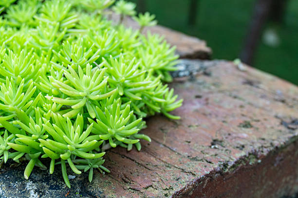 A cluster of vibrant green succulent plants growing on a weathered brick surface, creating a contrast between nature and texture.
