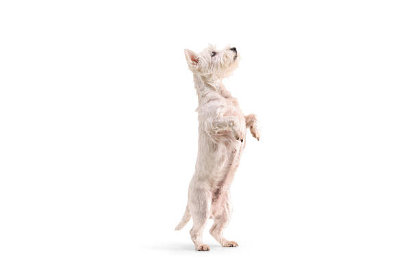 istock Westie terrier dog standing on two legs 2207203106