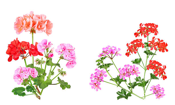 istock On the left are standing and on the right hanging geranium varieties 2207203621