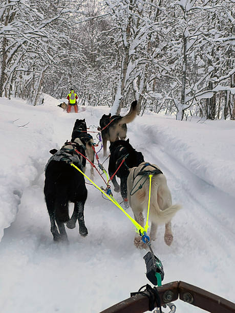 Shot of a Afghan Hound puppy following man pulling equipment sled in snow covered Canadian forest, sky behind. Taken in Quebec, Canada, in winter, during the day.
