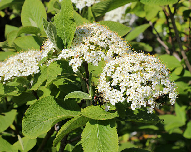 istock Viburnum (Viburnum lantana) blooms in spring 2207212628