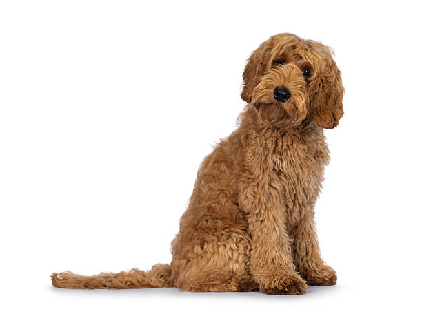 istock Labradoodle dog on white background 2207212988