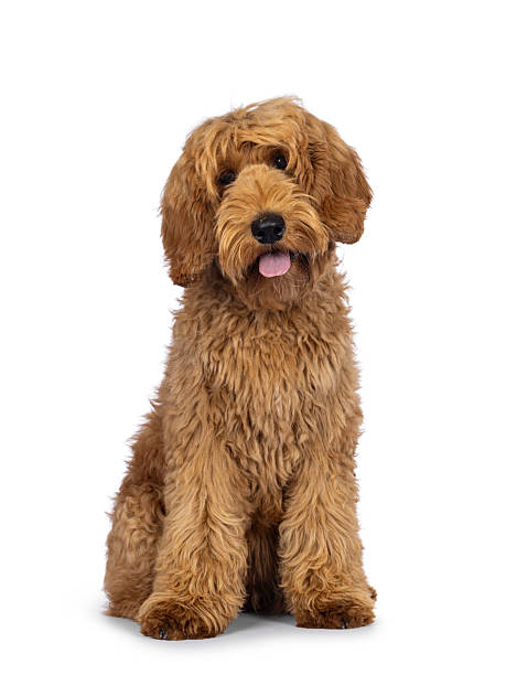 istock Labradoodle dog on white background 2207212993