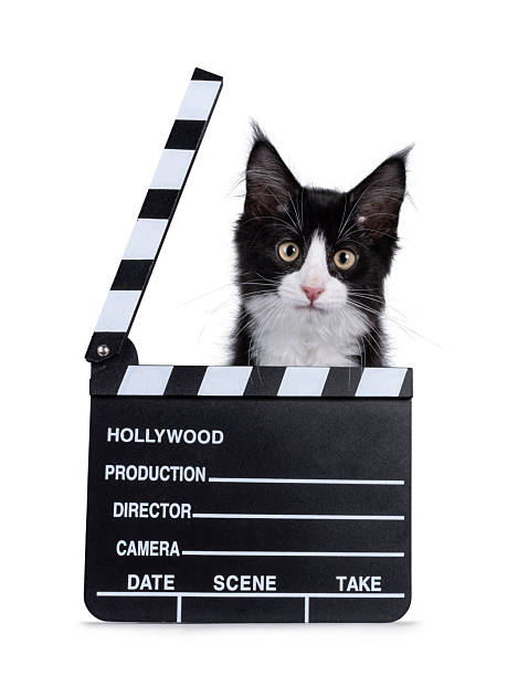 istock Maine Coon cat kitten on white background 2207213007