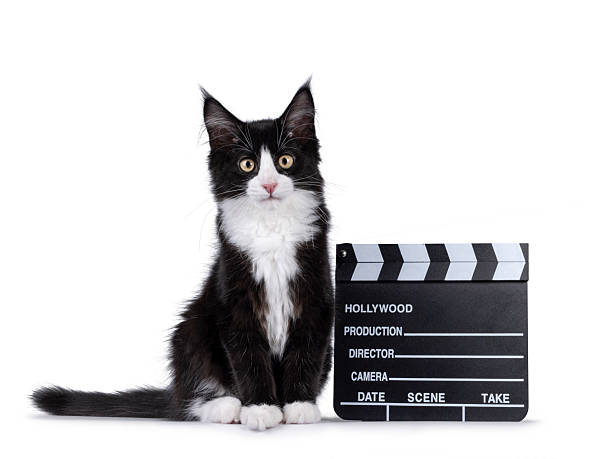 istock Maine Coon cat kitten on white background 2207213135