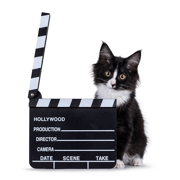 istock Maine Coon cat kitten on white background 2207213461