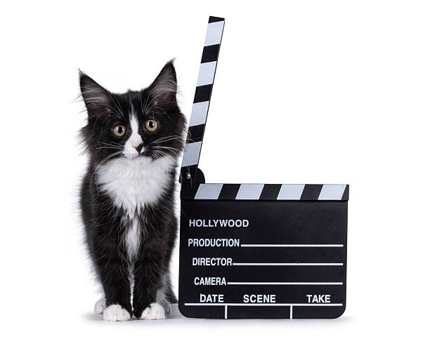 istock Maine Coon cat kitten on white background 2207213489