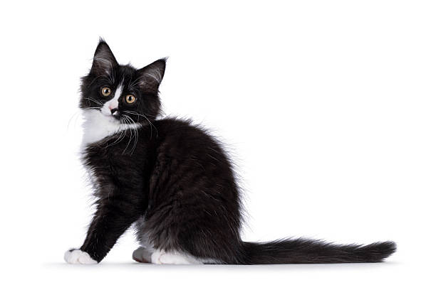 Cute black and white Maine Coon cat kitten, sitting up side ways. Looking straight to camera. Isolated on a white background.