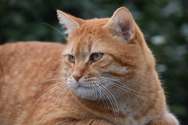 staring cat