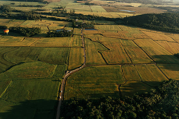 Aerial view of rice plantation