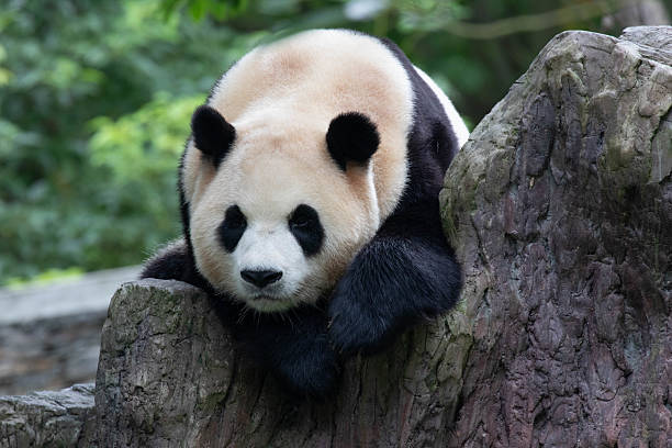 istock Close up Cute Panda , Fu Bao, Wolong Panda Base, China 2207220244