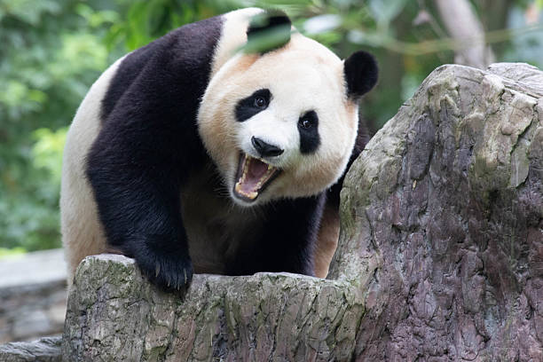 Funny Pose of Giant Panda, Fu Bao. sleeping on the tree