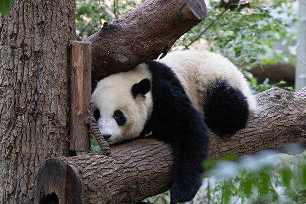 istock Close-Up Little Panda on the Tree, Wolong Panda Base, China 2207220323