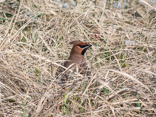 istock Bohemian waxwing (Bombycilla garrulus) with grey plumage, black face markings, pointed crest 2207220673