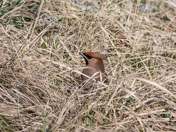 istock Bohemian waxwing (Bombycilla garrulus) with grey plumage, black face markings, pointed crest 2207220679