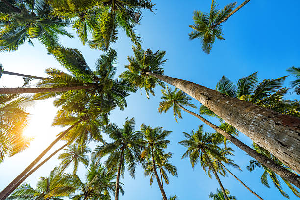 istock Tall Palm Trees Against a Clear Blue Sky in Sunny Goa 2207221506