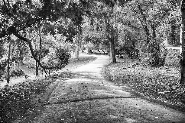 Tranquil pathway meanders through a lush green park, inviting peaceful strolls in nature