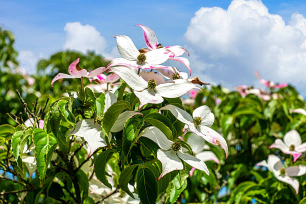 View of one beautiful dogwood flower with blooming redbud tree in background