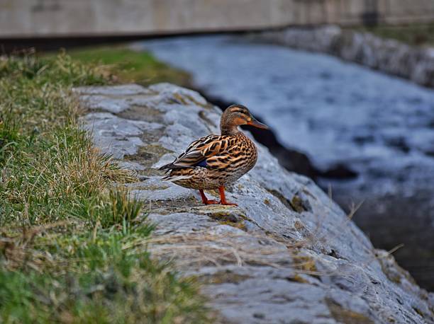 duck on the island