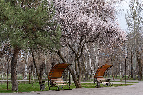 istock two empty park benches, a large blooming apricot tree, pines with long needles and birches 2207224262