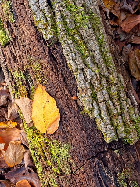 Fall textures along the forest floor of the Berkshires of western Massachusetts.