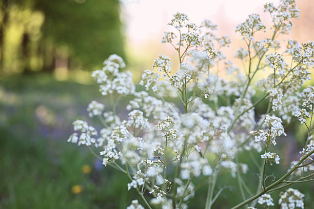 Blurred background, shallow depth of field, space for text.