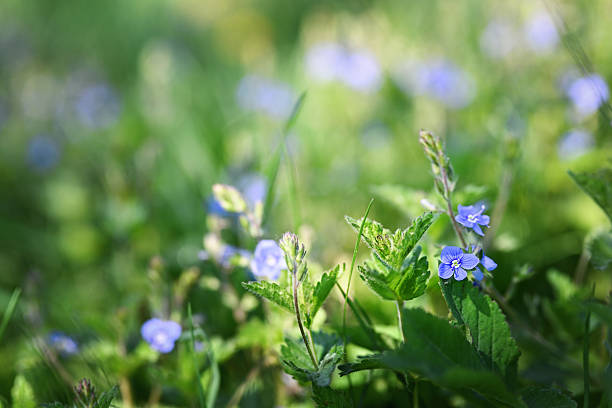 Summer background. Delicate blue Germander Speedwell (Veronica chamaedrys) flowers in a meadow on a summer sunny day.