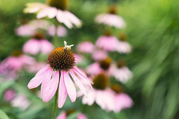 Close-up of a bee collecting nectar from a Purple Coneflower (Echinacea purpurea) in full bloom. The petals extend gracefully around the spiky orange center, with more coneflowers and lush greenery softly blurred in the background.\nShot with Canon R5
