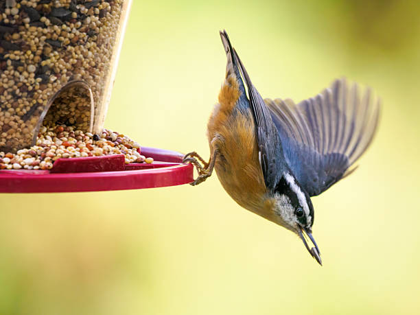 A Red-breasted Nuthatch flying from a bird feeder. In the Willamette Valley of Oregon. Has a soft, defocused background.