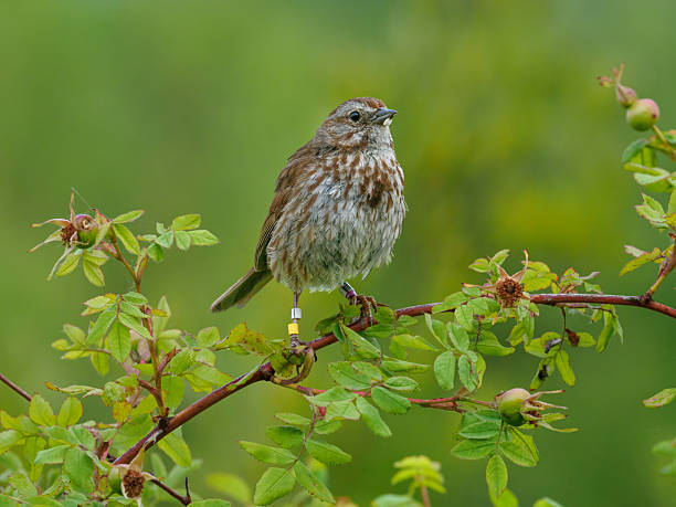 Song Sparrow Colored Bands Perched On Twig Oregon Wild Bird