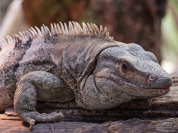 istock Close-up portrait of a black iguana 2207229264