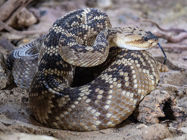 istock Close-up of a rattlesnake 2207229381