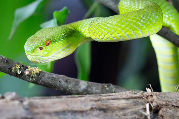 istock Close-up of a green bamboo otter, side view 2207229386