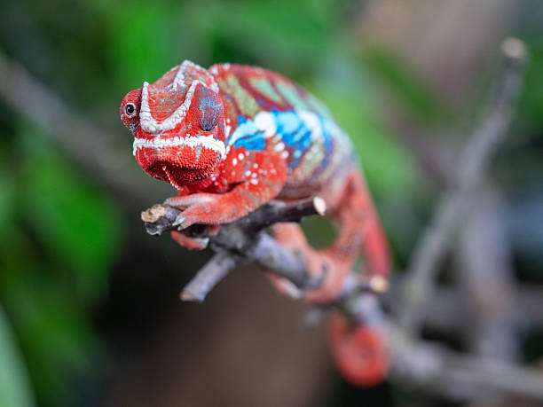 istock Close-up panther chameleon, looking into the camera 2207229499