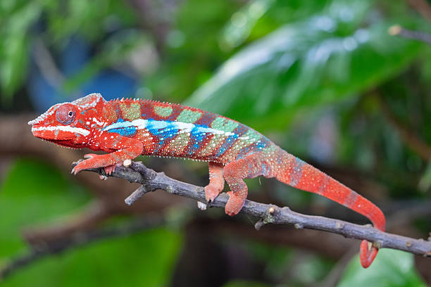 istock Side view of a panther chameleon 2207229524